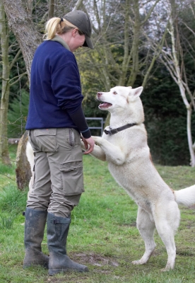 I think you got something for me
Keywords: Animal Animals Becky Blonde Canine Canines Casanova Dog Dogs Excalibur Huskies Husky Land Mammal Land Mammals Play Playing Playtime Terrestrial Mammal Terrestrial Mammals Woman