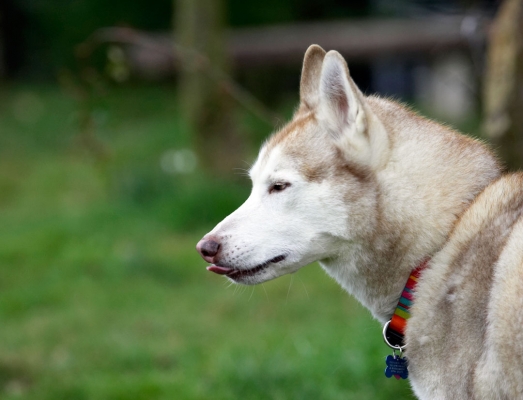 Time for some quiet contemplation
Keywords: Animal Animals Canine Canines Casanova Dog Dogs Excalibur Huskies Husky Land Mammal Land Mammals Play Playing Playtime Terrestrial Mammal Terrestrial Mammals Tongue