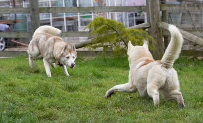 C'mon, show me wot you got..........
Palabras clave: Animal Animals Best Canine Canines Casanova Dog Dogs Excalibur Friends Huskies Husky Land Mammal Land Mammals Play Playing Playtime Terrestrial Mammal Terrestrial Mammals