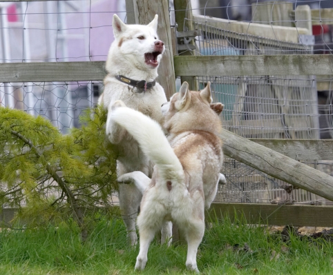 ........... or maybe not
Keywords: Animal Animals Canine Canines Casanova Dog Dogs Excalibur Huskies Husky Land Mammal Land Mammals Play Playing Playtime Terrestrial Mammal Terrestrial Mammals