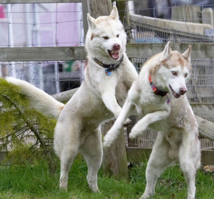 Wish I hadn't started this
Schlüsselwörter: Animal Animals Canine Canines Casanova Dog Dogs Excalibur Huskies Husky Land Mammal Land Mammals Play Playing Playtime Terrestrial Mammal Terrestrial Mammals