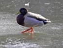 lq3v9415.jpg