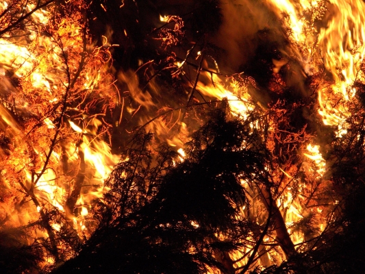 In the Centre of the Fire
Burning the leylandii logs --- the green foliage really starts to flame.
Schlüsselwörter: Bonfire Deforestation Deforested Environment Fire Firewood Flames Leylandii Lords Wood Lord's Wood Molten Red Hot Woodland