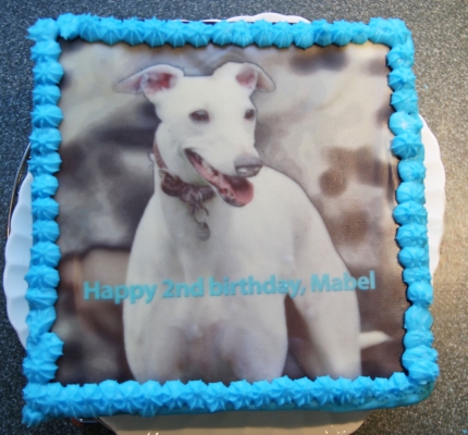 Happy birthday, Mabel
الكلمات الإستدلالية(لتسهيل البحث): Animal Animals Birthday Cake Canine Canines Dog Dogs Land Mammal Land Mammals Mabel Play Playing Playtime Terrestrial Mammal Terrestrial Mammals Whippet