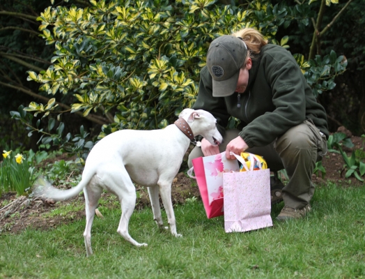 Are all of  these for me?
Schlüsselwörter: Animal Animals Becky Birthday Canine Canines Dog Dogs Gifts Land Mammal Land Mammals Mabel Play Playing Playtime Presents Terrestrial Mammal Terrestrial Mammals Whippet
