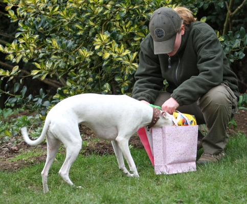 Wot's in here?
Anahtar kelimeler: Animal Animals Becky Birthday Canine Canines Dog Dogs Gifts Land Mammal Land Mammals Mabel Play Playing Playtime Presents Terrestrial Mammal Terrestrial Mammals Whippet