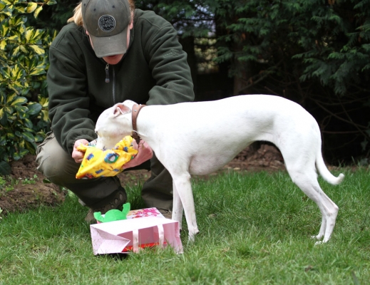 I can unwrap this one myself
الكلمات الإستدلالية(لتسهيل البحث): Animal Animals Becky Birthday Canine Canines Dog Dogs Gifts Land Mammal Land Mammals Mabel Play Playing Playtime Presents Terrestrial Mammal Terrestrial Mammals Whippet