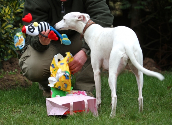 Oooh, that's colourful
Trefwoorden: Animal Animals Birthday Canine Canines Dog Dogs Gifts Land Mammal Land Mammals Mabel Play Playing Playtime Presents Terrestrial Mammal Terrestrial Mammals Whippet