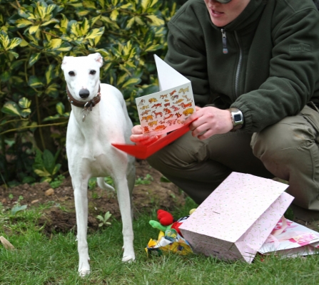 I know, I'm a lucky girl
Keywords: Animal Animals Becky Birthday Canine Canines Card Dog Dogs Gifts Land Mammal Land Mammals Mabel Play Playing Playtime Presents Terrestrial Mammal Terrestrial Mammals Whippet
