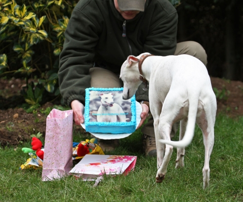Who's that??
Keywords: Animal Animals Becky Birthday Cake Canine Canines Dog Dogs Land Mammal Land Mammals Mabel Play Playing Playtime Terrestrial Mammal Terrestrial Mammals Whippet