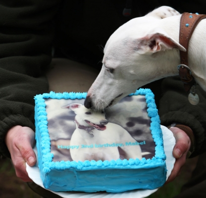 I love me
Schlüsselwörter: Animal Animals Birthday Cake Canine Canines Dog Dogs Land Mammal Land Mammals Mabel Play Playing Playtime Terrestrial Mammal Terrestrial Mammals Whippet