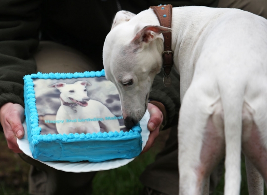 Don't s'pose I'm supposed to eat this
Trefwoorden: Animal Animals Birthday Cake Canine Canines Dog Dogs Land Mammal Land Mammals Mabel Play Playing Playtime Terrestrial Mammal Terrestrial Mammals Whippet