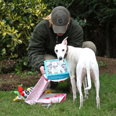 It's good innit
Palabras clave: Animal Animals Becky Birthday Cake Canine Canines Dog Dogs Gifts Land Mammal Land Mammals Mabel Play Playing Playtime Presents Terrestrial Mammal Terrestrial Mammals Whippet