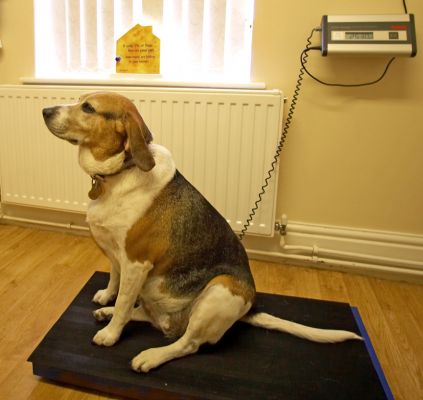 Yeah, yeah, I know the drill
Słowa kluczowe: Hattie Beagle White House Vets