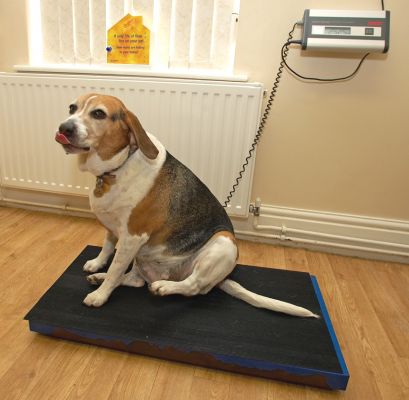 How much weight have I lost?
Ключевые слова: Hattie Beagle White House Vets