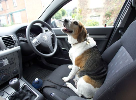 Look, I can drive myself
Anahtar kelimeler: Hattie Beagle