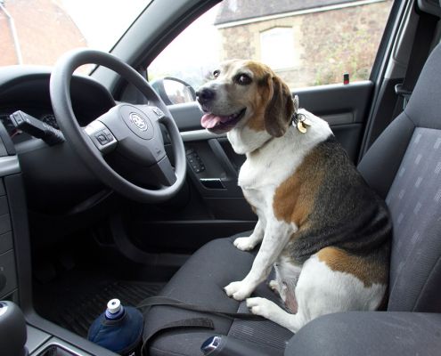 Well, tell me which way to go then
Ключевые слова: Hattie Beagle