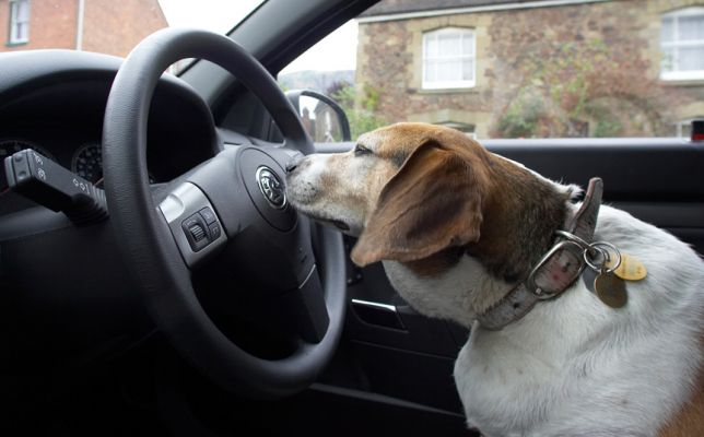 I'm trying to work out if I can turn the steering wheel with my nose
Schlüsselwörter: Hattie Beagle
