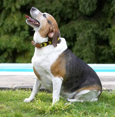 Don't I look posh in my new collar
Palabras clave: Hattie Beagle