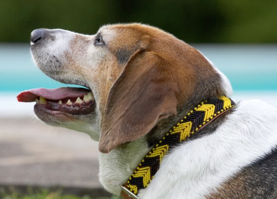 Look at my reward for losing more weight
Palabras clave: Hattie Beagle