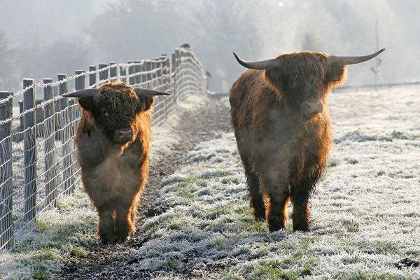 Highland Steers in the Cold
A cold Saturday morning in November.  Two Highland steers staring at me -- UK30294020052 (born 10 Apr 04) and UK302940500041 (born 25 Jul 03).
Mots-clés: Highland steers cold frost breath November Lucies Farm