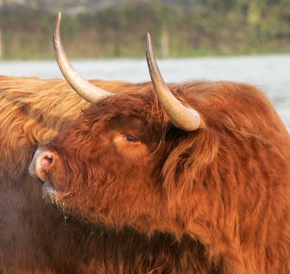 Highland Cow Mooing in the Cold
UK302940600028 born 28 July 2002.
Keywords: Highland cow moo cold November Lucies Farm