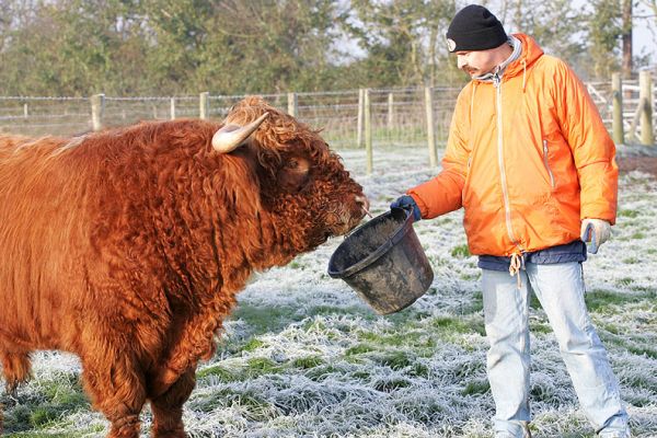 Greg feeding Lord MacFhionghuain of Lucies
Trying to lure one of the cows into the stock trailer --- we thought we'd have better luck with His Lordship, and she'd follow.  "No" on both counts, I'm afraid.
Palabras clave: Lord MacFhionghuain of Lucies bucket feed Greg
