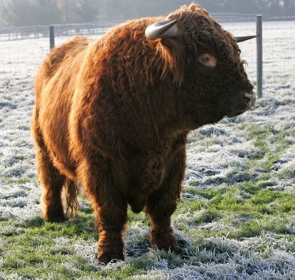 Lord MacFhionghuain of Lucies
Słowa kluczowe: Lord MacFhionghuain of Lucies Highland bull Lucies Farm