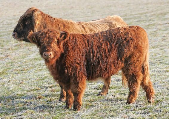 "Spooky" Alice and Her Calf
"Spooky" Alice is our only Highland cow minus her horns.  Our former stockmen wouldn't handle her as they felt she was too dangerous, so the compromise was to keep her (instead of kill her) but minus her horns.  Alice and her calf have now moved to a new home in Wales.
Anahtar kelimeler: Spooky Alice calf Highland Cow horns dehorn Lucies Farm