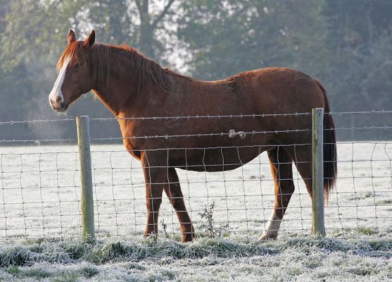 Ash Looking Over A Fence
We were trying to catch Highland cattle, and Ash kept a watchful eye on the activity.  A cold November morning in Sunny Worcestershire.
Palabras clave: Ash horse November cold frost