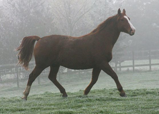 Ash
Ash having a bit of a run on a cold, dark, November morning.
Palabras clave: Ash run Lucies Farm November cold horse