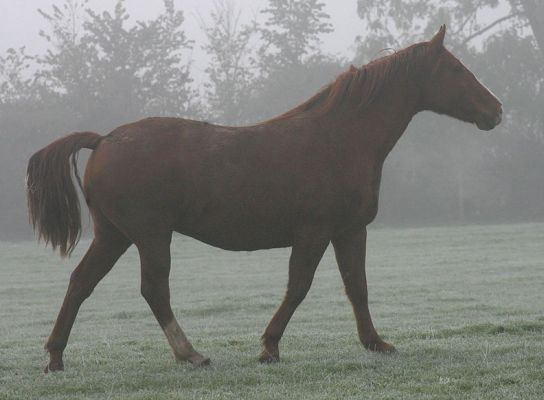 Ash on a November Morning
Cold and foggy, but Ash was full of energy and wanted to play.
Ключові слова: Ash cold November foggy horse