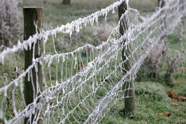 A Frozen Fence
A November week-end in sunny Worcestershire, complete with frozen fence.  You can see what Highland cattle do to a perfectly good fence!
Anahtar kelimeler: Highland cattle barbed wire fence cold frost November