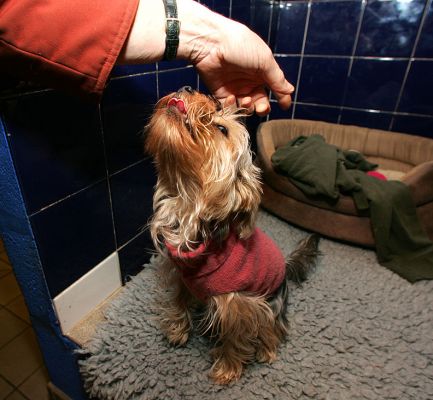 Layla Having A Liver Snack
Layla loves her liver snacks.  Here's Marjorie giving her an evening treat.
Ключові слова: Layla liver snacks Marjorie dog resort dog kennel dog boarding Lucies Farm Ritz Canine
