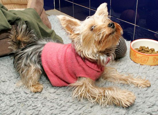 Layla Looking At Marjorie
Klíčová slova: Layla Yorkshire terrier dog sweater Lucies Farm dog kennel dog boarding