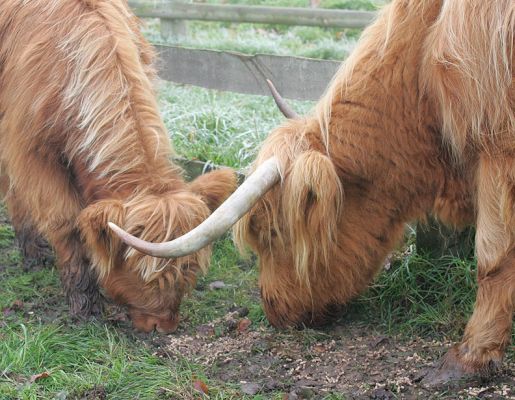Mairi Ruadh 5th of Innisard (KIKE10) and Her Calf
Enjoying a snack before their trip to their new home in Wales.
Anahtar kelimeler: Mairi Ruadh 5th of Innisard snack calf