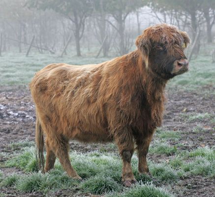 "Spooky" Alice
We were trying to get Alice to join her calf for the trip to Wales.  She's cunning, and would do everything possible to avoid being caught.  In the end, after two days, our patience paid off --- the lure of her calf and food was just too great, and Marjorie snuck in and closed the gate behind her.
Klíčová slova: Spooky Alice Wales Highland cattle