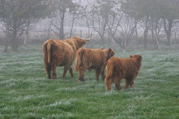 Three Highland Cattle
Photographed on a frosty November morning as the three Highlanders moved on to another place.
Ključne besede: Highland cattle frosty morning Lucies Farm