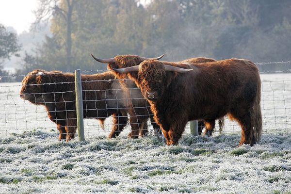 Two Steers and a Bull
Are they talking about ladies?  Cars?  The latest iPod?  Cricket?  Or the fact that it's November and it's cold.
Anahtar kelimeler: Highland cattle men steers bull Lucies Farm