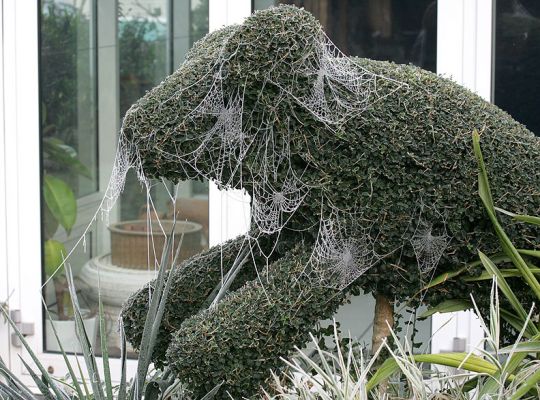 Cold Dog Topiary
Our dog topiary is covered with frozen cobwebs.  A cold November day at Whitecroft in sunny Worcestershire.
Ключові слова: topiary dog Whitecroft cobweb November frost