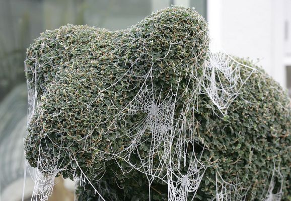 Cold Dog Topiary
I guess this is what topiary would look like at Miss Haversham's house.  A cold November morning at Whitecroft, with frost on all of the cobwebs.
Anahtar kelimeler: dog topiary Miss Haversham cobweb frost November Whitecroft