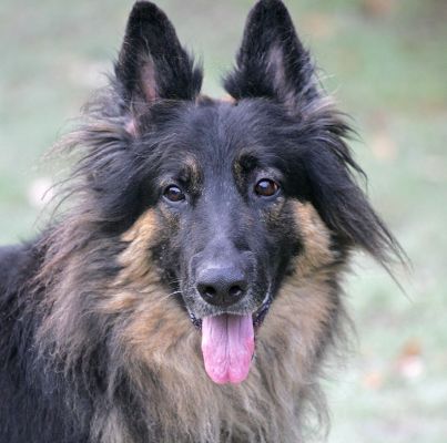 Trunks
Playing in the frosty morning, November.
Ključne besede: Trunks German Shepherd frost dog resort dog hotel Lucies Farm