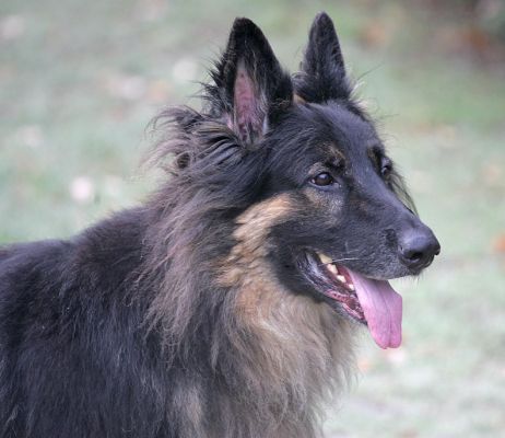 Trunks
Keywords: Trunks German Shepherd dog hotel canine Lucies Farm dog kennel