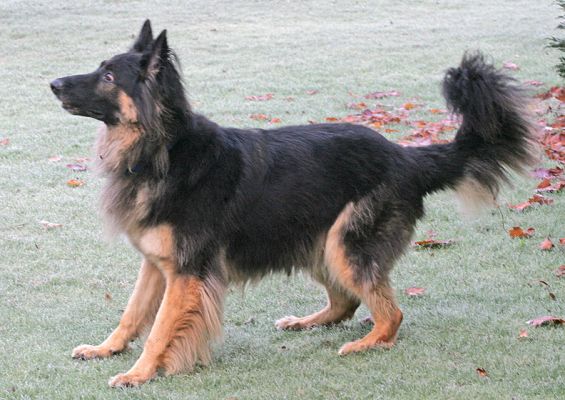 Trunks Waiting for Vic To Throw The Ball
Look at his eyes...  Talk about wide-eyed wonderment.
Keywords: Trunks wide eye German shepherd ball Lucies Farm dog hotel dog kennel