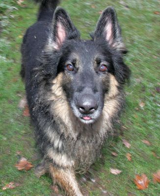 Trunks
Palabras clave: Trunks German Shepherd Lucies Farm dog hotel dog kennel
