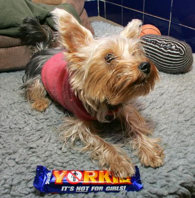 Layla and Her Contempt for the Yorkie Bar
We saw this Yorkie bar and the funny comment about not being for girls.  Layla show suitable contempt for this with her paw.  (Don't worry, we didn't leave chocolate with Layla --- it's bad for dogs.)
Ključne besede: Layla Yorkie bar chocolate dog Lucies Farm Yorkshire Terrier Lucies Farm