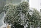 topiary2.jpg