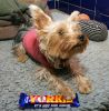 yorkie-bar.jpg
