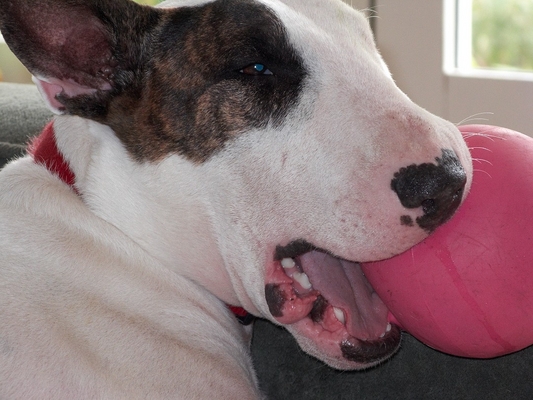 Mana and His Favourite Toy
Mana's favourite toy, today, is this pink ball -- it actually smells a bit like strawberries.
Palabras clave: Mana English bull terrier pink ball strawberries