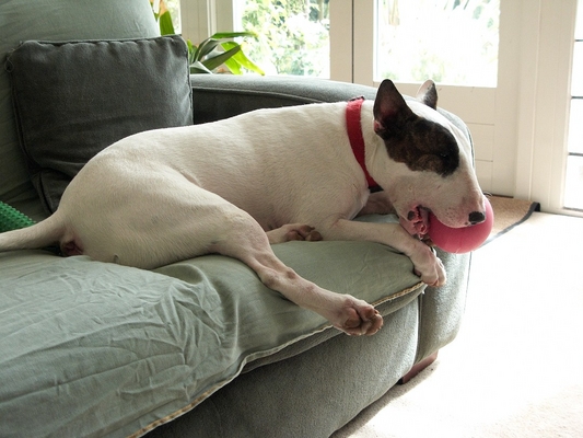 Mana on the Couch, With Favourite Toy
A sunny summer afternoon, and Mana is getting ready to fall asleep with his favourite toy in his mouth.
Anahtar kelimeler: Mana English bull terrier pink ball dog toy